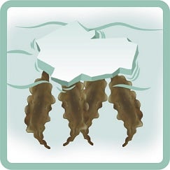 seaweed in an icy climate